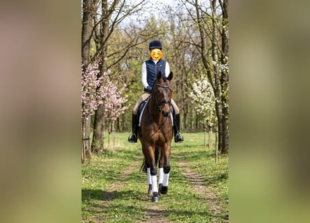 Hongaars sportpaard, Merrie, 6 Jaar, 160 cm, Roodbruin