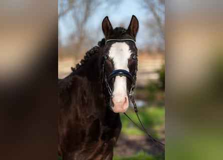 Hongaars sportpaard Mix, Merrie, 6 Jaar, Zwart