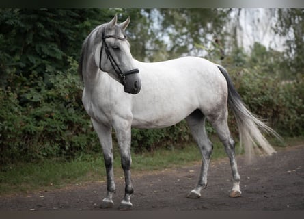 Ungarisches Sportpferd, Stute, 7 Jahre, 154 cm, Apfelschimmel