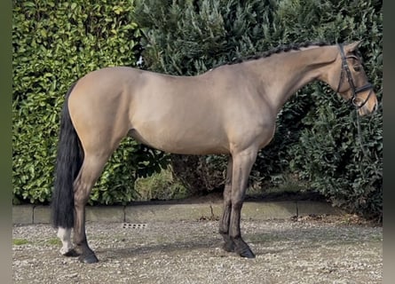 Hongaars sportpaard, Merrie, 7 Jaar, 167 cm, Bruin