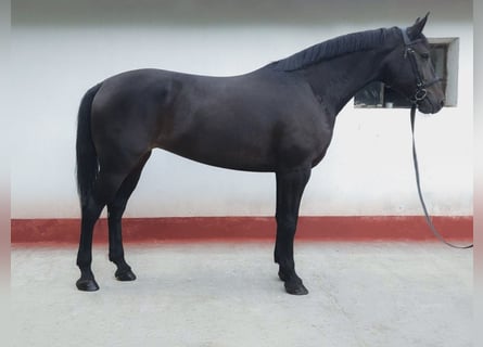 Hongaars sportpaard Mix, Merrie, 8 Jaar, 169 cm, Donkerbruin