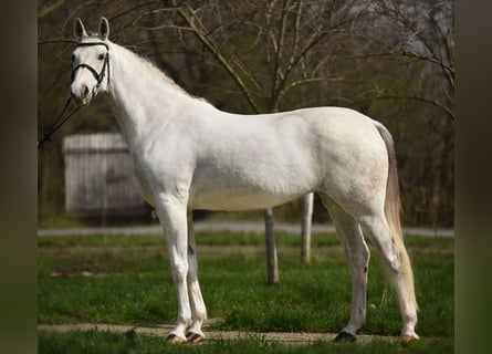Hongaars sportpaard, Merrie, 9 Jaar, 164 cm, Falbe