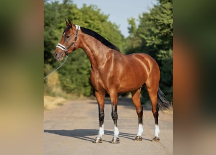 Hongaars sportpaard, Merrie, 9 Jaar, 168 cm, Bruin
