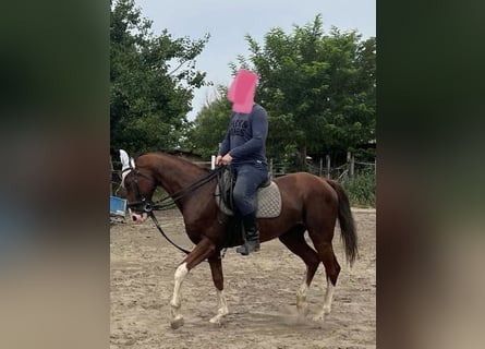 Hongaars sportpaard, Ruin, 11 Jaar, 160 cm, Donkere-vos