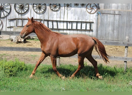 Ungarisches Sportpferd, Wallach, 2 Jahre, Dunkelfuchs