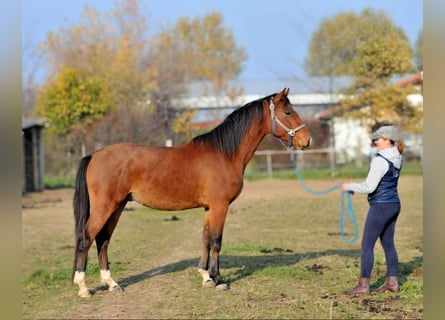 Hongaars sportpaard, Ruin, 3 Jaar, 155 cm, Bruin