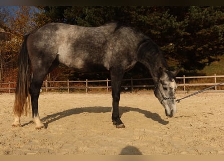 Hongaars sportpaard, Ruin, 3 Jaar, 161 cm, Schimmel