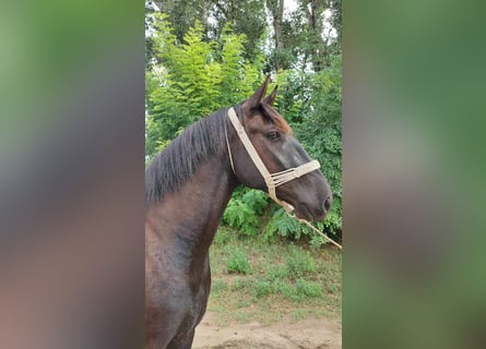 Hongaars sportpaard Mix, Ruin, 3 Jaar, 162 cm, Zwartbruin