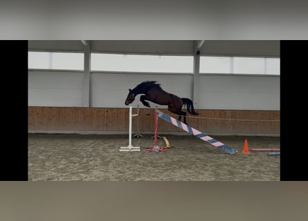 Hongaars sportpaard, Ruin, 3 Jaar, 176 cm, Roodbruin