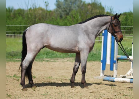 Hongaars sportpaard, Ruin, 4 Jaar, 160 cm, Schimmel