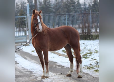 Hongaars sportpaard, Ruin, 4 Jaar, 160 cm, Vos