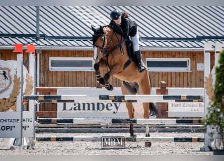 Hongaars sportpaard, Ruin, 4 Jaar, 163 cm, Roodbruin
