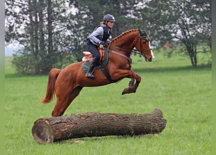 Hongaars sportpaard, Ruin, 4 Jaar, 167 cm, Donkere-vos