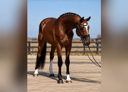 Hongaars sportpaard, Ruin, 4 Jaar, 169 cm, Bruin