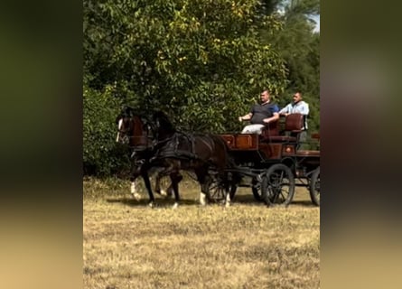 Ungarisches Sportpferd Mix, Wallach, 5 Jahre, 158 cm, Rotbrauner