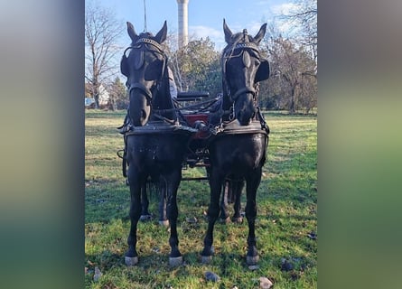 Hongaars sportpaard Mix, Ruin, 5 Jaar, 166 cm, Zwart