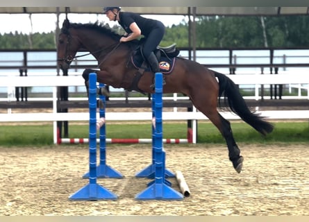 Hongaars sportpaard, Ruin, 6 Jaar, 163 cm, Bruin