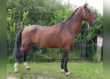 Hongaars sportpaard, Ruin, 6 Jaar, 164 cm
