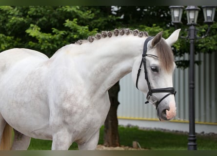Hongaars sportpaard, Ruin, 6 Jaar, 164 cm