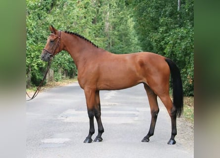 Hongaars sportpaard, Ruin, 6 Jaar, 165 cm, Roodbruin