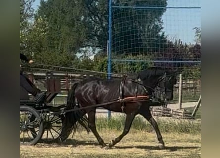 Hongaars sportpaard, Ruin, 6 Jaar, 165 cm, Zwart