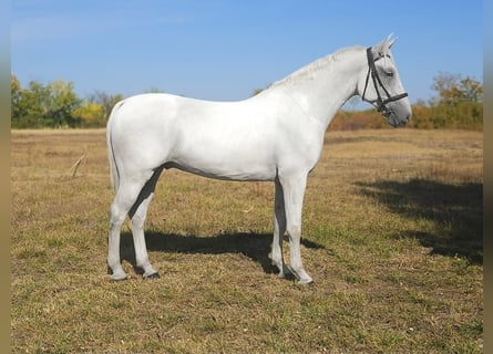 Hongaars sportpaard, Ruin, 6 Jaar, 173 cm, Schimmel