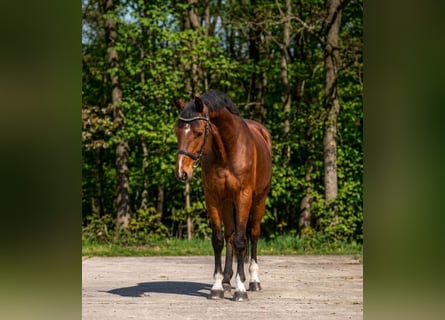 Hongaars sportpaard, Ruin, 7 Jaar, 167 cm, Bruin