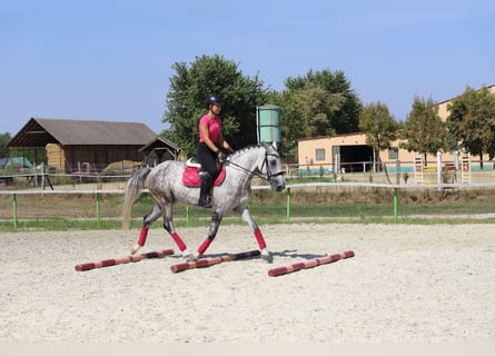 Hongaars sportpaard Mix, Ruin, 8 Jaar, 163 cm, Schimmel