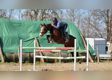 Hongaars sportpaard, Ruin, 8 Jaar, 164 cm, Roodbruin
