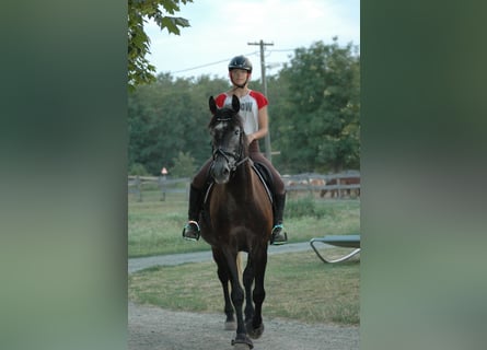 Hongaars sportpaard Mix, Ruin, 9 Jaar, 165 cm, Zwartschimmel