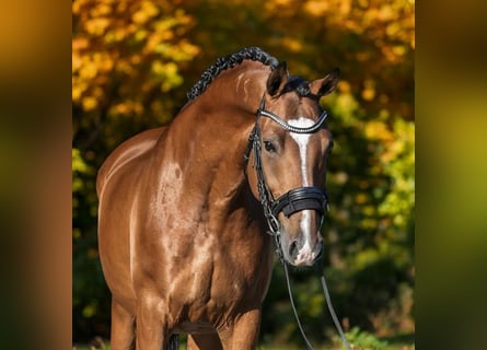 Hongaars sportpaard, Ruin, 9 Jaar, 168 cm, Roodbruin