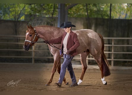 American Quarter Horse, Stallion, 4 years, 15,1 hh, Roan-Red