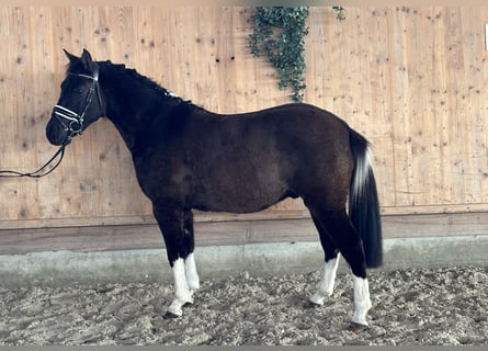 Huçul / Hucul / Huzul, Castrone, 4 Anni, 142 cm, Pezzato