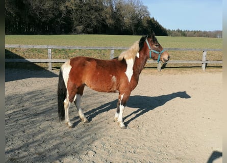 Huçul / Hucul / Huzul, Giumenta, 3 Anni, 138 cm, Pezzato