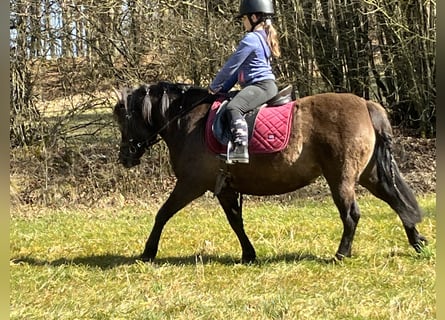 Huçul / Hucul / Huzul, Giumenta, 8 Anni, 136 cm, Grullo