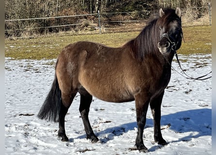 Huçul / Hucul / Huzul, Giumenta, 8 Anni, 136 cm, Grullo