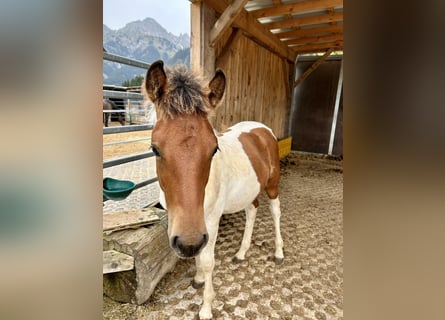 Huçul Croisé, Étalon, 1 Année, 125 cm, Pinto