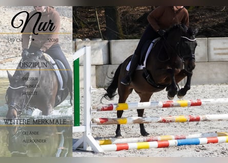 Hucul, Gelding, 10 years, 14.1 hh, Black