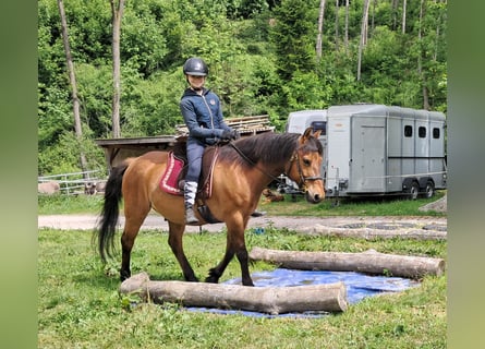 Hucul, Gelding, 11 years, 14,1 hh, Brown-Light