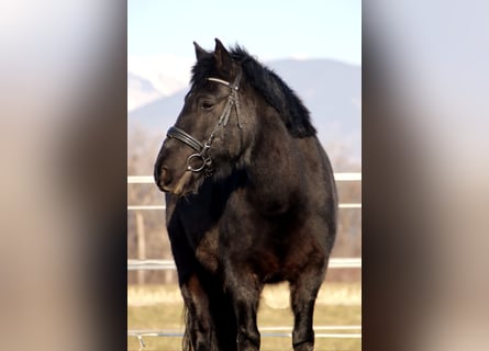 Hucul, Gelding, 14 years, 14,1 hh, Smoky-Black