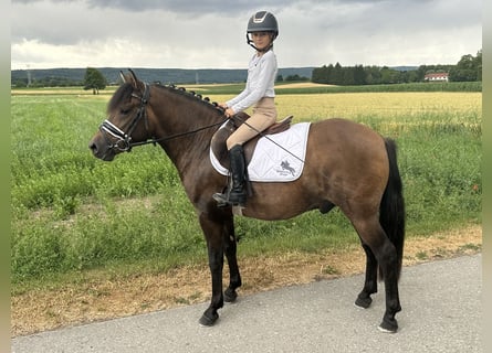 Hucul, Gelding, 3 years, 13,3 hh, Dun