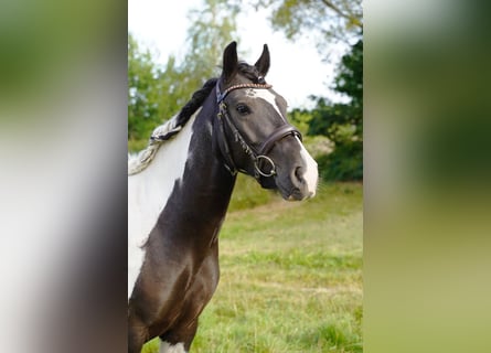Hucul, Gelding, 3 years, 14,2 hh, Pinto