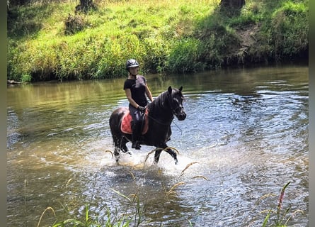 Hucul, Gelding, 4 years, 13.2 hh, Black