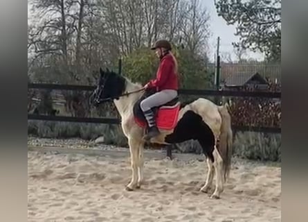 Hucul, Gelding, 4 years, 13,2 hh, Pinto