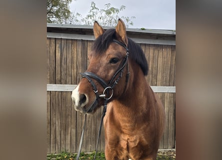 Hucul, Gelding, 4 years, 14,1 hh, Brown