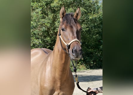 Hucul Mix, Gelding, 4 years, 14,3 hh, Dun