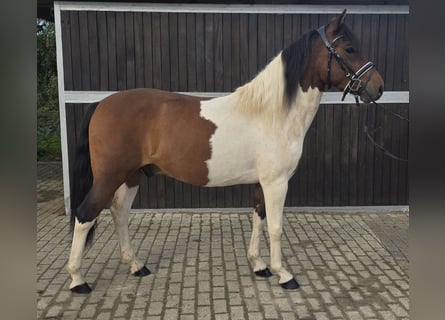 Hucul, Gelding, 4 years, 14 hh, Pinto