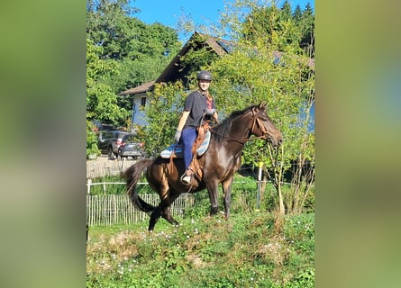 Hucul, Gelding, 4 years, 14,1 hh, Bay-Dark