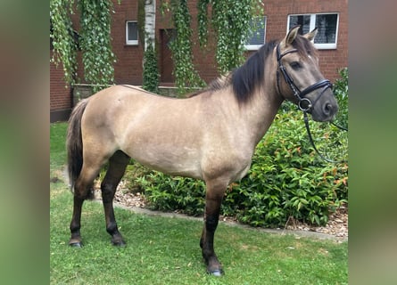 Hucul, Gelding, 5 years, 12.3 hh, Dun