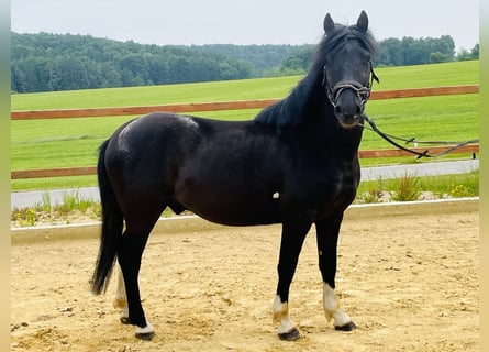 Hucul, Gelding, 5 years, 13,1 hh, Pinto